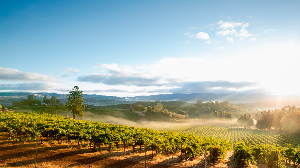 Sunrise Mist over California Vineyard Landscape