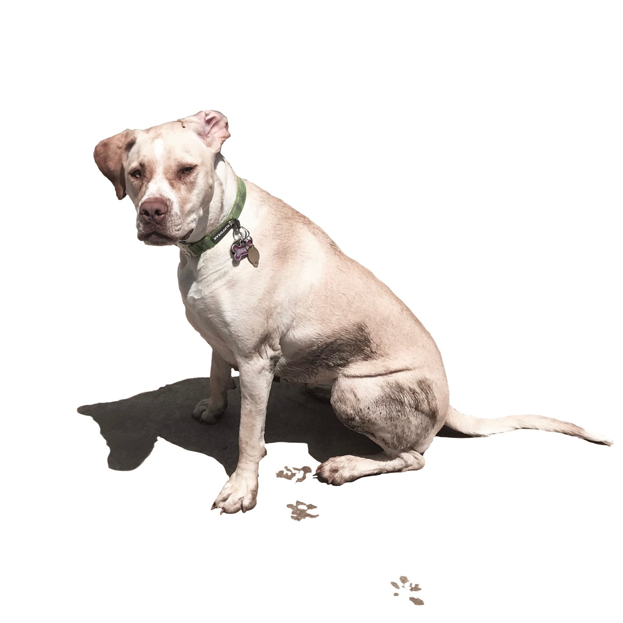 Dog playing fetch but cannot find the ball.